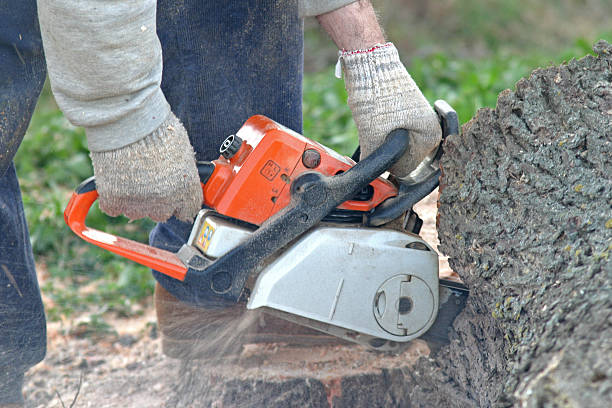 Best Tree Removal  in Sweetwater, FL